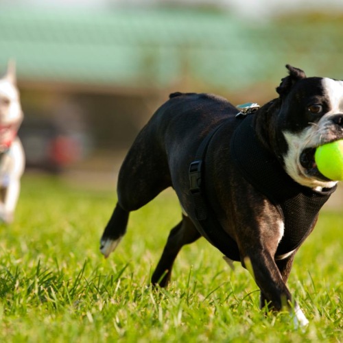 two dogs running with a tennis ball